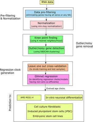 Novel <mark class="highlighted">Epigenetic Clock</mark> Biomarkers of Age-Related Macular Degeneration